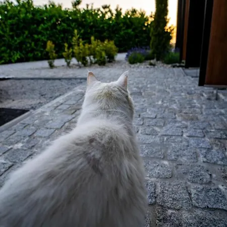 Quinta Chao Da Bispa Gospodarstwo wiejskie