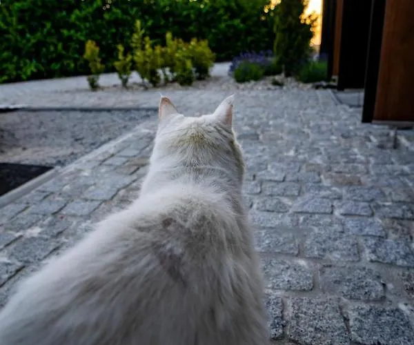 Quinta Chao Da Bispa カントリーハウス